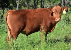 Red Wagyu Akaushi bull